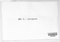 Image of Allantophomopsis cytisporea